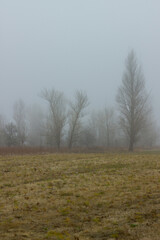 Trees in a field in fog. Boguchar village