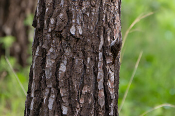 Obraz premium Short-toed treecreeper (Certhia brachydactyla) climbing a tree with green blurred background