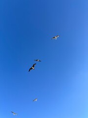 Seagulls soaring in a clear blue sky, capturing the freedom and simplicity of nature's beauty in motion