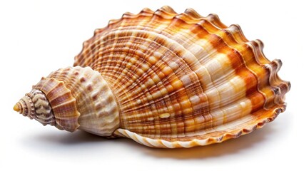 Fototapeta premium sea shell isolated on white 