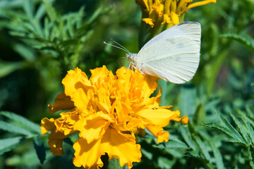White Cabbage moth on Marigold flower