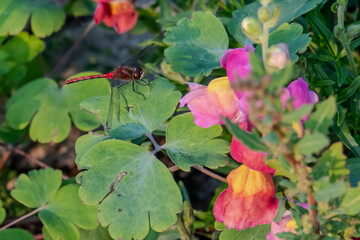 White-faced meadowhawk dragonfly