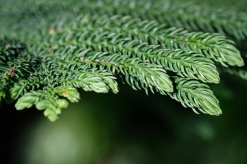 coniferous tree branch close-up