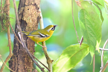 Pteruthius intermedium’s intermedius