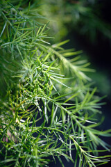 small greens close up