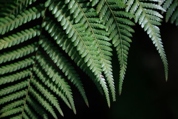 green fern leaves close up