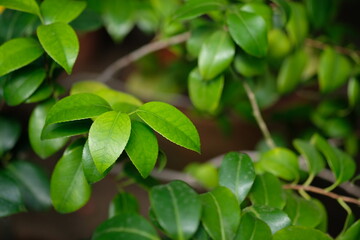 green leaves on a branch close-up