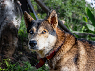 Close-up of a husky with heterochromia outdoors in natural light