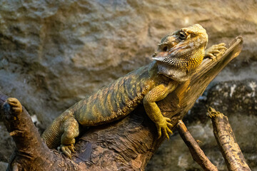 Bearded dragon resting on a branch in a rocky enclosure