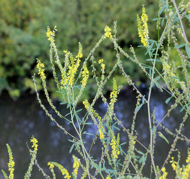 Melilot officinalis, ribbed melilot (Melilotus officinalis) blooms in nature