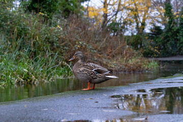Female Mallard Duck Standing by a Calm Stream