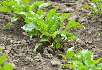 Red table beets grow in open soil