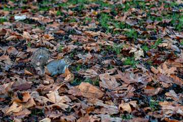 Squirrel Among Autumn Leaves in Park