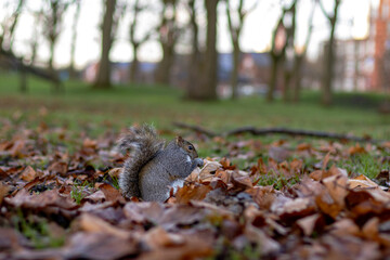 Grey Squirrel in a Peaceful Park