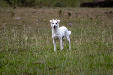 Fototapeta premium White Dog in Open Grass Field