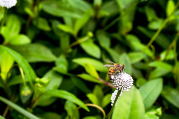 Fototapeta premium Bee Collecting Nectar on a White Wildflower in Green Foliage