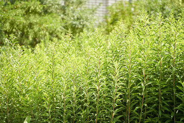Lush green goldenrod plants in full sunlight with dense foliage background.