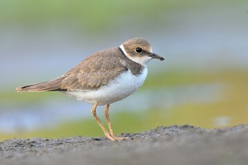 Litte ringed plover Charadrius dubius bird rain water in pond wetland wading shorebirds waders young nature wildlife darling, beautiful animal, lovely animal, ornithology, fauna wildlife Europe
