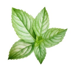 Fresh Mint Leaves Isolated on White Background for Culinary Use