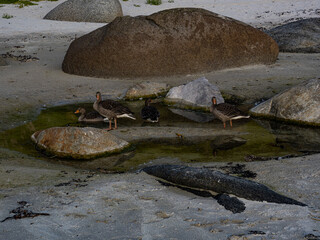 Group of ducks on the beach in Vikten, a town on the rugged outer coast of the Lofoten Islands,...