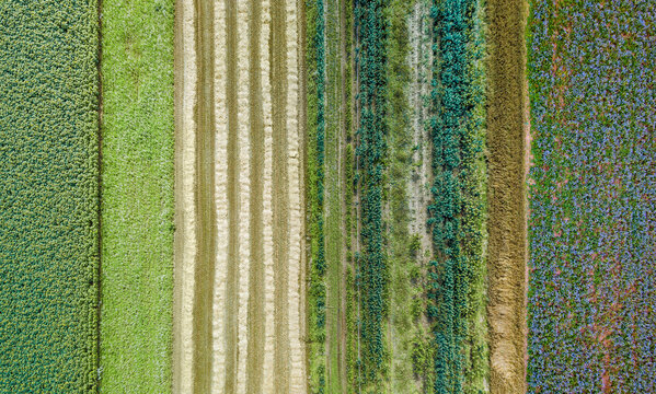Aerial drone image of fields with diverse crop growth based on principle of polyculture and permaculture - a healthy farming method of ecosystem