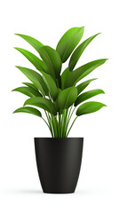 A vibrant green indoor plant in a sleek black pot, perfect for enhancing home decor and bringing nature indoors.