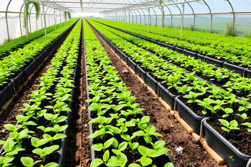 A greenhouse interior filled with rows of young green plants in black pots. The structure has a transparent roof and walls, allowing natural light to illuminate the plants.