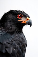 Obraz premium Majestic Black Hawk Portrait with Intense Orange Eyes and Feather Detail