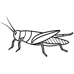 Grasshopper  line art vector illustration 