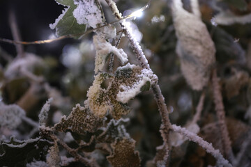 Neige artificielle sur décoration de feuillage de Noël