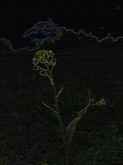 Mustard Flower
