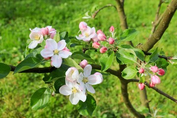 apple blossoms