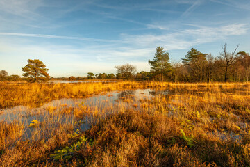 Protected nature reserve consisting of heather and yellowed grasses on a sunny day with a blue sky in the autumn season. It has rained for a long time so that puddles of water have formed everywhere.