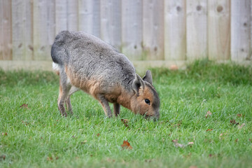 A Patagonian Mara searching for food in grass.