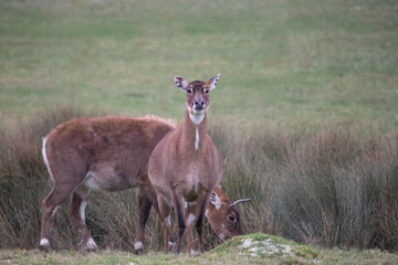 A pair of Nilgai antelope on grassland.