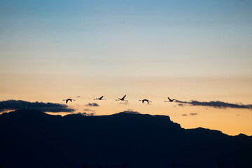 bandada de flamencos vuela en linea al atardecer (Phoenicopterus)