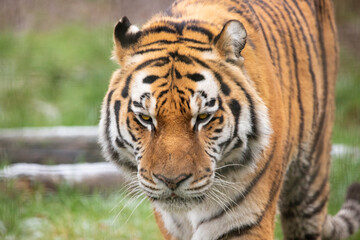 A Portrait of a Siberian Tiger.