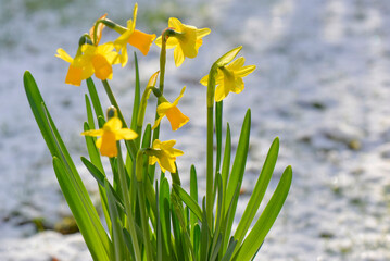 closeup on beautiful yellow narcissus blooming on a snowy garden