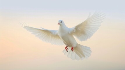 Obraz premium A white dove soaring gracefully in a bright blue sky
