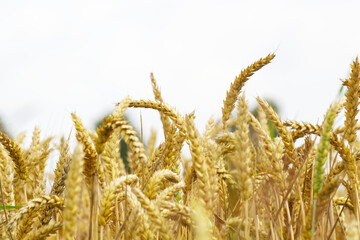 Golden wheat field close-up.