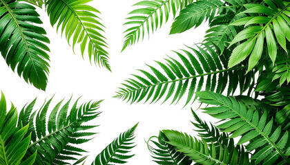 Lush Green Fern Fronds Against a Bold Transparent Background