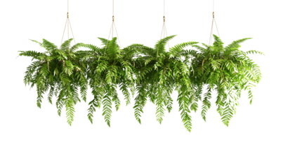 A lush display of hanging ferns with vibrant green fronds cascading downward, creating a rich, textured appearance isolated on white and transparent background.
