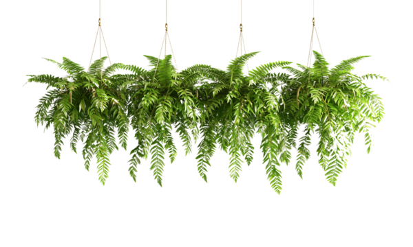 A lush display of hanging ferns with vibrant green fronds cascading downward, creating a rich, textured appearance isolated on white and transparent background.