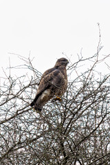 Common Buzzard (Buteo buteo) in Glen Park, Cork