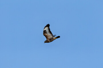 Common Buzzard (Buteo buteo) in Glen Park, Cork