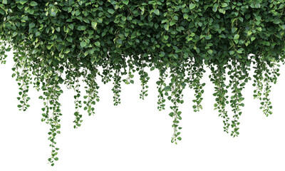 Naklejka premium Lush green vines cascade down against a dark background, creating a vibrant, natural aesthetic perfect for decoration or design isolated on white and transparent background.