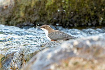 Irish Dipper (Cinclus cinclus hibernicus) spotted in cork, Ireland