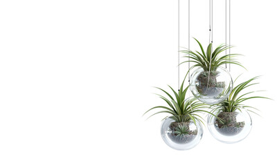 Hanging glass planters with vibrant green plants create a stylish and modern decor element isolated on white and transparent background.