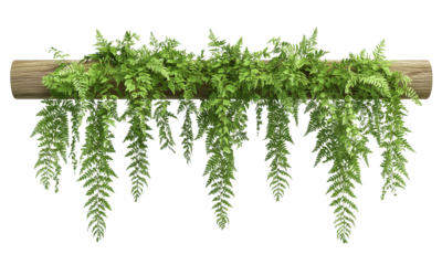 Lush green ferns cascade elegantly from a wooden log, creating a vibrant display of foliage isolated on white and transparent background.