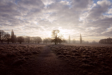 atmospheric winter scene in the early hours in Bushy Park, South West London